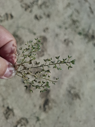 Image of Veronica campylopoda by (c) Margarita, some rights reserved (CC BY)