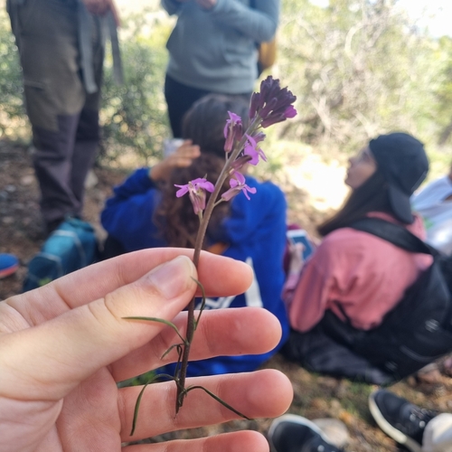 Foto de Violeta