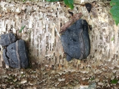 Fomes fomentarius image