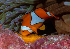 Blackfinned Clownfish photo 5