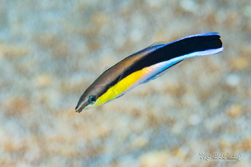 Bluestreak Cleaner Wrasse