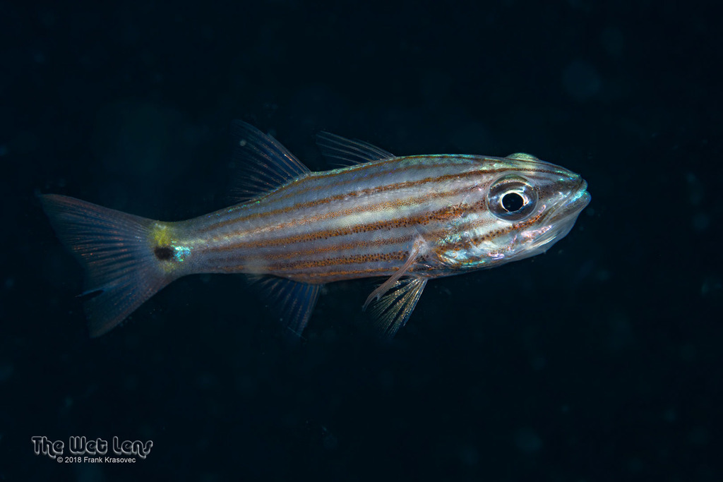 Lined Cardinalfish