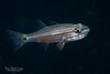 Wolf Cardinalfish - Photo (c) Frank Krasovec, some rights reserved (CC BY-NC), uploaded by Frank Krasovec