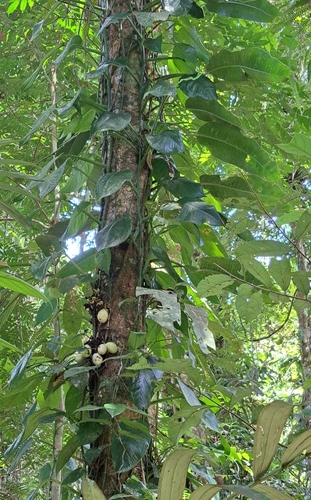 Pothos tener observed 2025-05-12