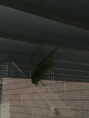 Microcentrum rhombifolium