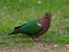 Chalcophaps longirostris