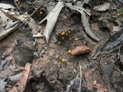 Ramsbottomia crechqueraultii