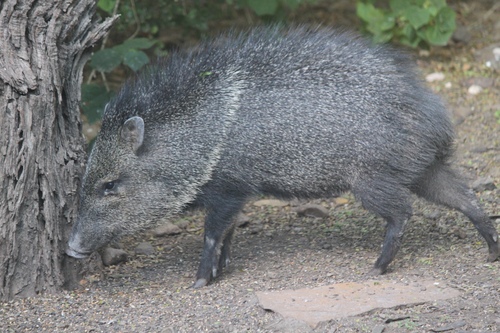 Collared Peccary photographed in Delaware