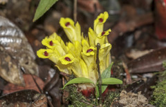 Etlingera