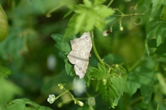 Macaria bicolorata