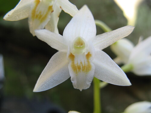 Coelogyne flexuosa