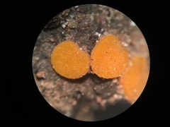 Ramsbottomia crechqueraultii