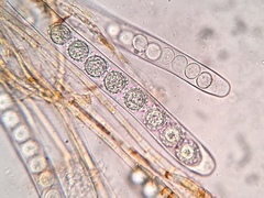 Ramsbottomia crechqueraultii