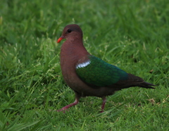 Chalcophaps longirostris