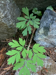 Dicentra formosa