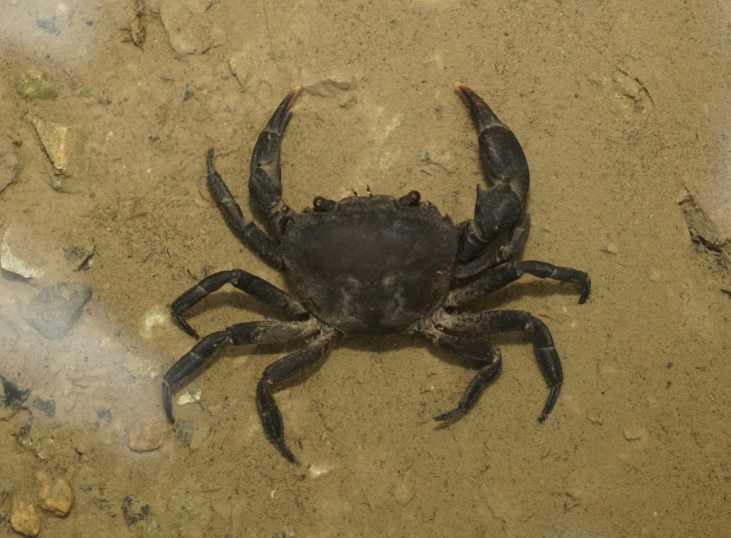 Heterochelamon castanea