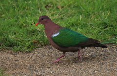 Chalcophaps longirostris