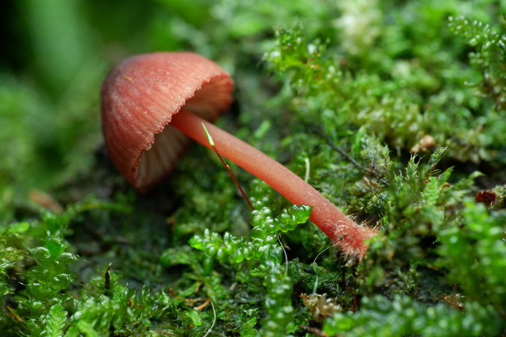 Mycena kuurkacea · May 2025 · photo: © celadonfern (iNaturalist, cc-by)