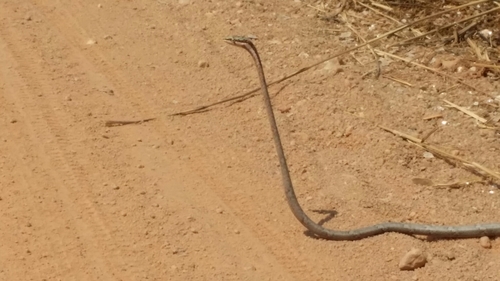 Twig Snake