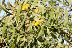 Acacia ligulata