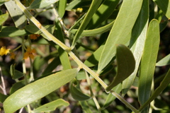 Acacia ligulata
