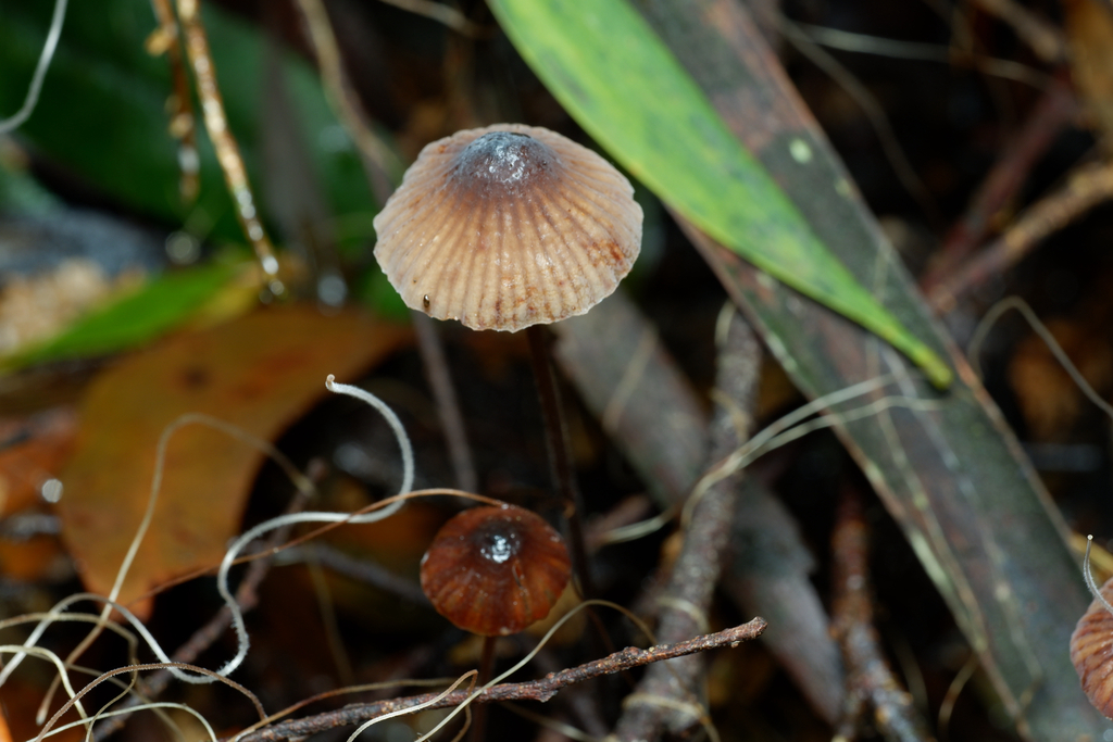 Mycena cystidiosa · May 2025 · photo: © celadonfern (iNaturalist, cc-by)