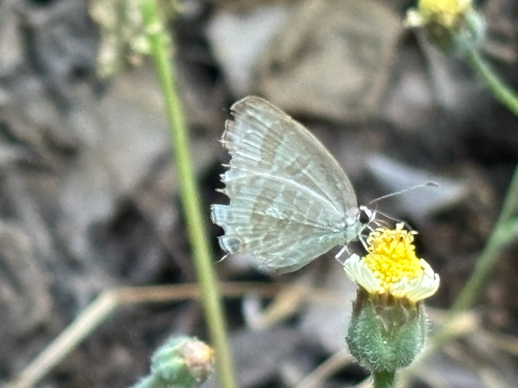 Common Cerulean