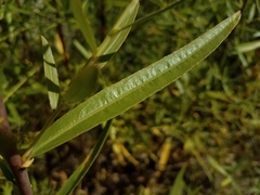 Salix melanopsis