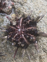 Eucidaris thouarsii