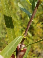 Salix melanopsis