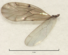 Ectopsocus axillaris