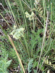 Oxytropis campestris