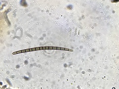 Geoglossum difforme