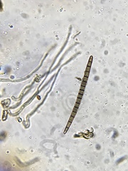 Geoglossum difforme