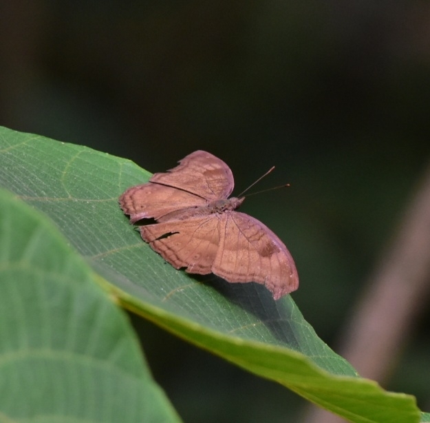 Chocolate Pansy
