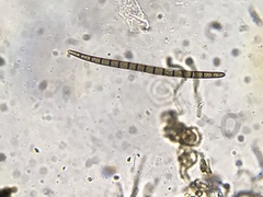 Geoglossum difforme