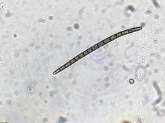 Geoglossum difforme
