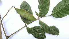 Tachigali densiflora