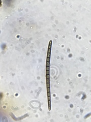 Geoglossum difforme
