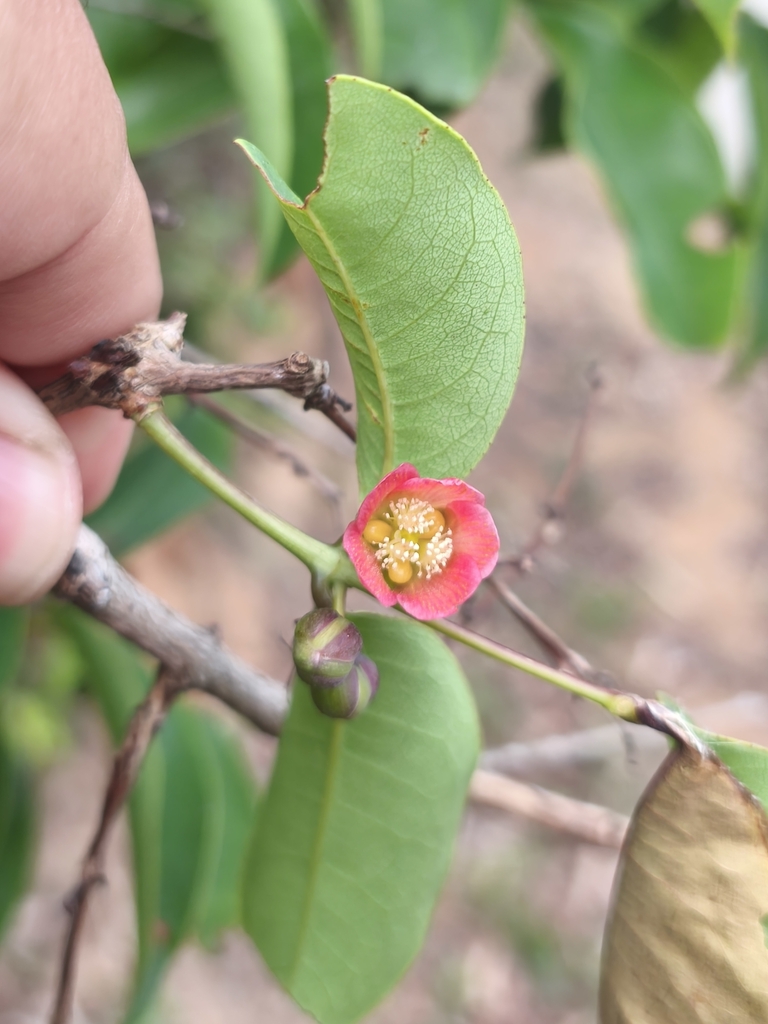 Lành ngạnh nam – Cratoxylum cochinchinense