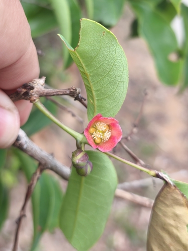 Cratoxylum cochinchinense, photograph 3