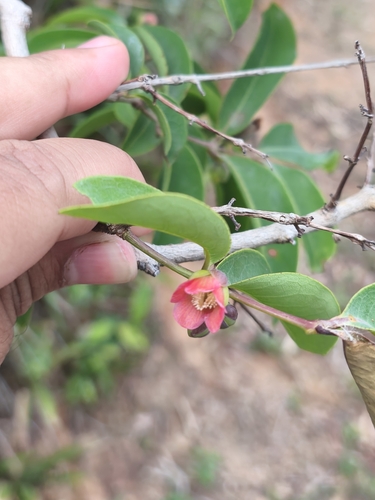 Cratoxylum cochinchinense, photograph 4