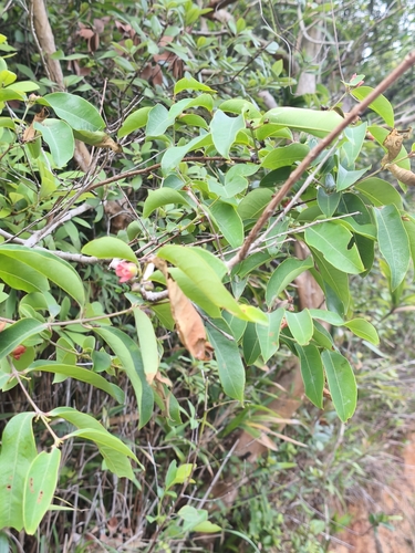 Cratoxylum cochinchinense, photograph 5