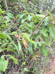 (c) Muhammad HEEMBOO, some rights reserved (CC BY) Cratoxylum cochinchinense, photograph (c) Muhammad HEEMBOO, some rights reserved (CC BY)