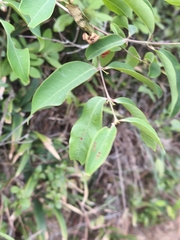 Cratoxylum cochinchinense, photograph (c) Muhammad HEEMBOO, some rights reserved (CC BY)
