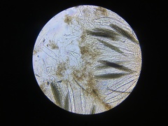 Geoglossum difforme