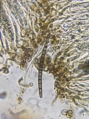 Geoglossum difforme