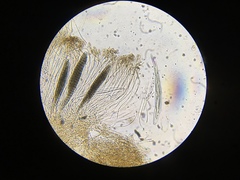 Geoglossum difforme