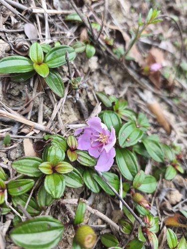 Melastoma dodecandrum, photograph 3