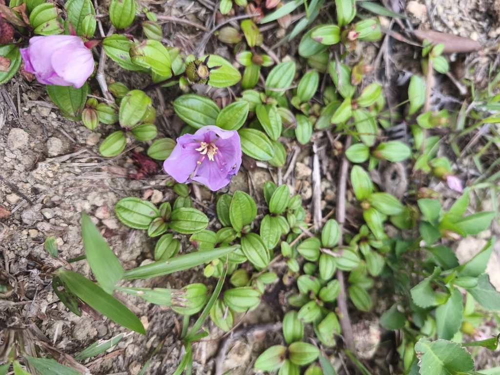Melastoma dodecandrum; photograph (c) Muhammad HEEMBOO, some rights reserved (CC BY)